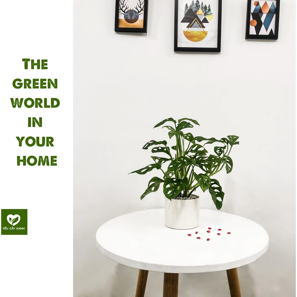 Đổi vận tức thì với chậu hoa để bàn này, tài lộc ÙN ÙN kéo tới. Đổi vận tức thì với chậu hoa để bàn này, tài lộc ÙN ÙN kéo tới.