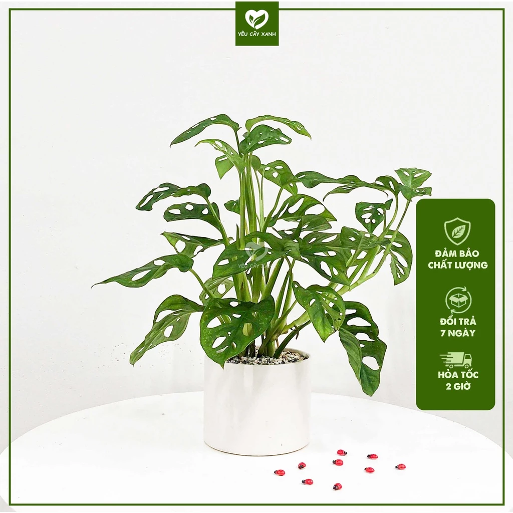 TIỀN VÀO NHƯ NƯỚC với chậu hoa để bàn Trầu Bà Lá Lỗ, bạn đã biết chưa? TIỀN VÀO NHƯ NƯỚC với chậu hoa để bàn Trầu Bà Lá Lỗ, bạn đã biết chưa?