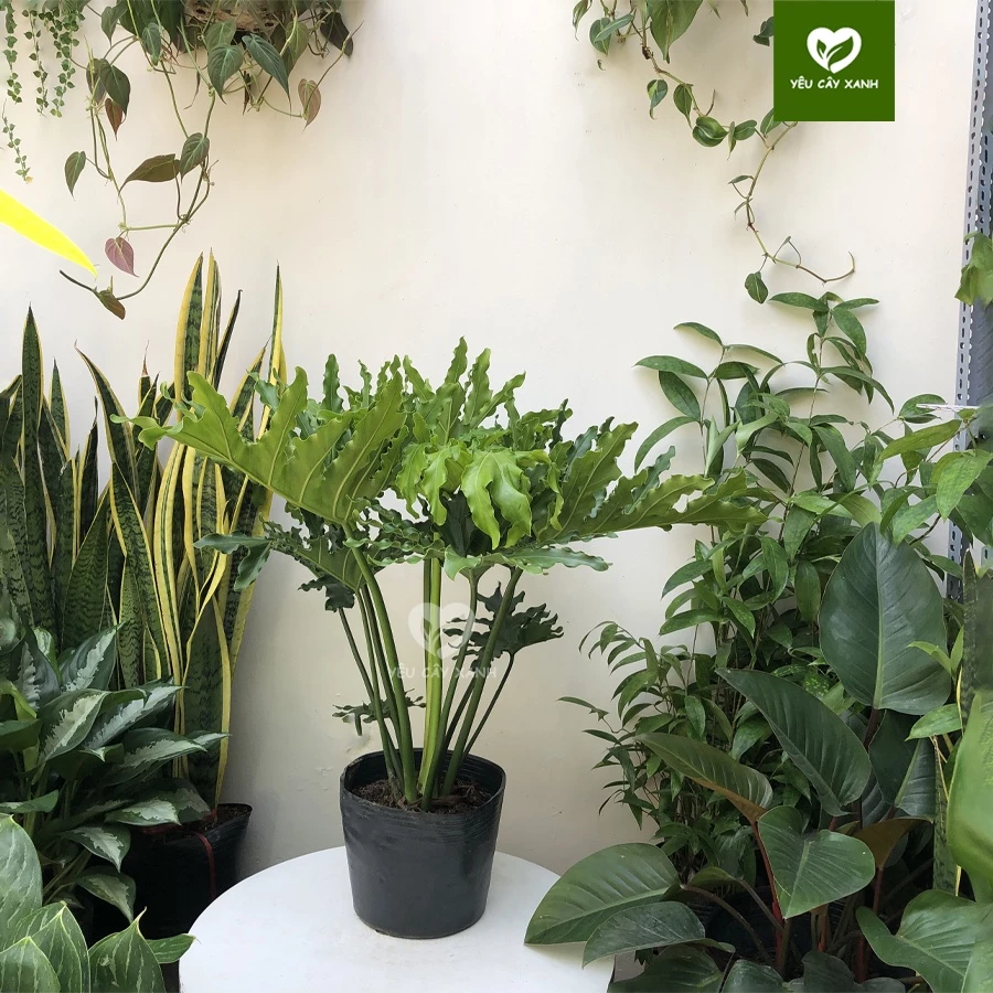 99% Người Sành Decor SĂN LÙNG Chậu Hoa Cây Cảnh Để Phòng Khách Này - Trầu Bà Thanh Xuân Đẳng Cấp. 99% Người Sành Decor SĂN LÙNG Chậu Hoa Cây Cảnh Để Phòng Khách Này - Trầu Bà Thanh Xuân Đẳng Cấp.