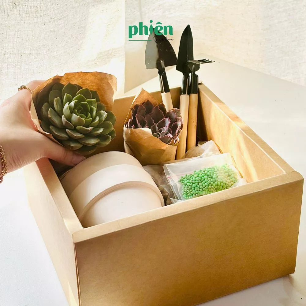 Vì Sao Set Quà Sen Đá Này Lại Khiến Giới Trẻ PHÁT CUỒNG? Vì Sao Set Quà Sen Đá Này Lại Khiến Giới Trẻ PHÁT CUỒNG?