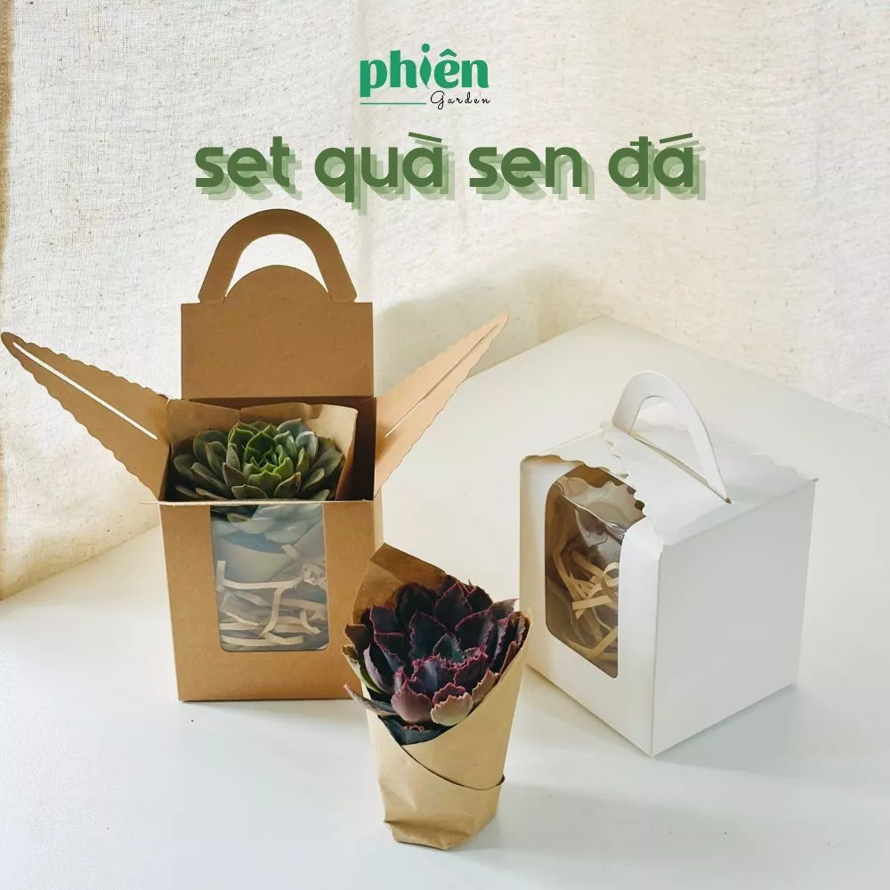 Mở Hộp Quà Sinh Nhật BẤT NGỜ Cùng The Gift Box Sen Đá Mở Hộp Quà Sinh Nhật BẤT NGỜ Cùng The Gift Box Sen Đá