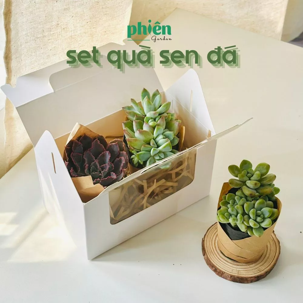 Đừng Tặng Quà Sinh Nhật Nữa Nếu Chưa Biết Đến Set Sen Đá ĐỘC LẠ Này! Đừng Tặng Quà Sinh Nhật Nữa Nếu Chưa Biết Đến Set Sen Đá ĐỘC LẠ Này!