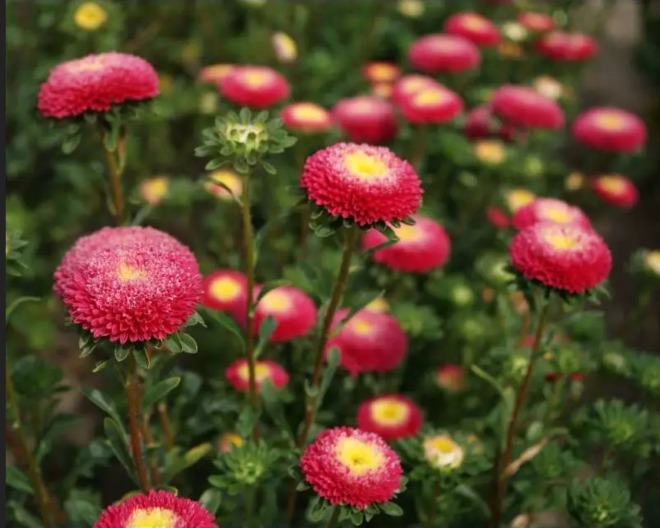 Lựa chọn chậu hoa đẹp phù hợp sẽ làm nổi bật cây trồng và phong cách trang trí. Lựa chọn chậu hoa đẹp phù hợp sẽ làm nổi bật cây trồng và phong cách trang trí.