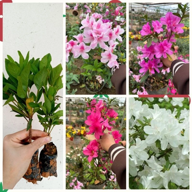 Lựa chọn chậu hoa đẹp đỗ quyên phù hợp làm sân vườn và ban công thêm sinh động. Lựa chọn chậu hoa đẹp đỗ quyên phù hợp làm sân vườn và ban công thêm sinh động.