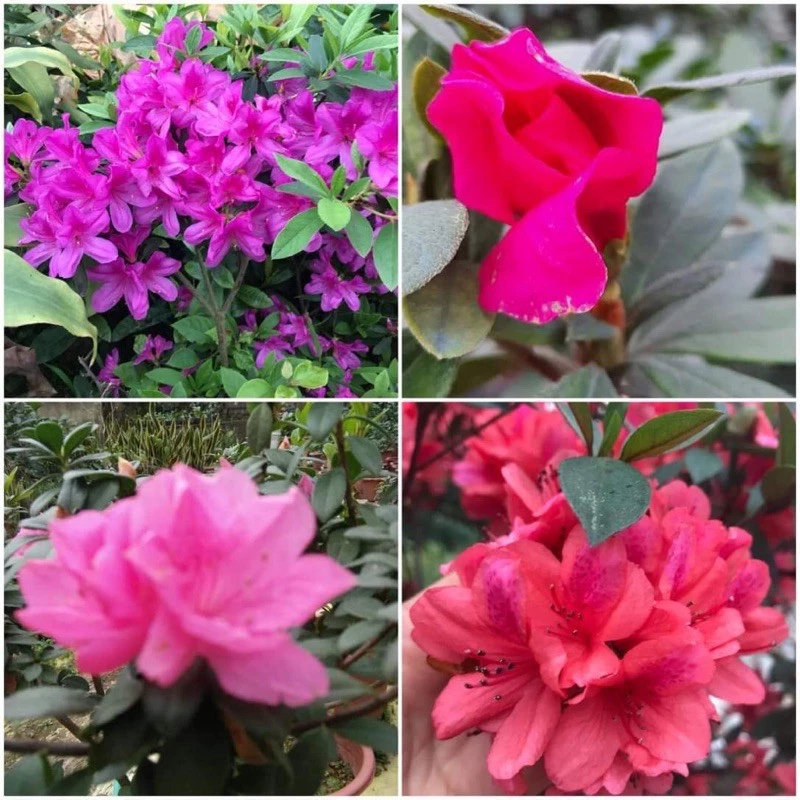 Chậu hoa đẹp đỗ quyên giúp tôn lên sắc hoa rực rỡ, tạo điểm nhấn nổi bật cho không gian. Chậu hoa đẹp đỗ quyên giúp tôn lên sắc hoa rực rỡ, tạo điểm nhấn nổi bật cho không gian.