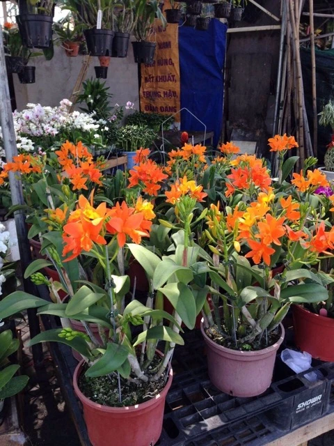 chậu hoa đẹp phong lan làm nổi bật vẻ quý phái của hoa. Chọn cây giống Hoa lan Catt đài cao 5–10cm để dễ thuần và nhanh phát triển.