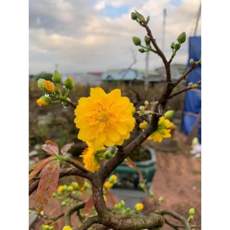 Chậu hoa mai đẹp với thiết kế hài hòa, làm nổi bật dáng thế tự nhiên của cây mai. Chậu hoa mai đẹp với thiết kế hài hòa, làm nổi bật dáng thế tự nhiên của cây mai.