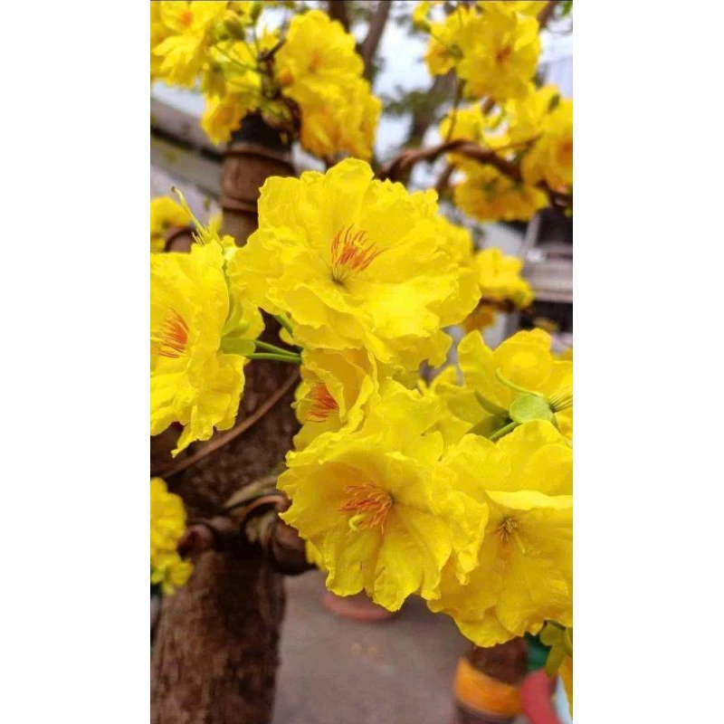 Lựa chọn chậu hoa mai đẹp phù hợp làm sân vườn và phòng khách thêm sang trọng. Lựa chọn chậu hoa mai đẹp phù hợp làm sân vườn và phòng khách thêm sang trọng.