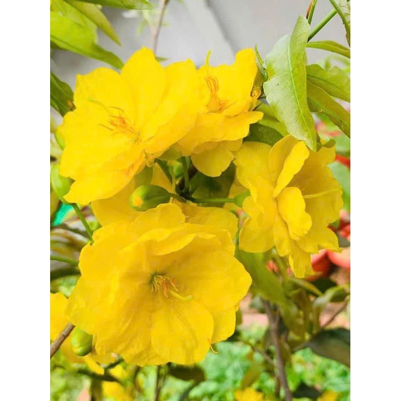 Chậu hoa mai đẹp giúp tôn lên sắc vàng rực rỡ, tạo điểm nhấn sang trọng cho không gian. Chậu hoa mai đẹp giúp tôn lên sắc vàng rực rỡ, tạo điểm nhấn sang trọng cho không gian.