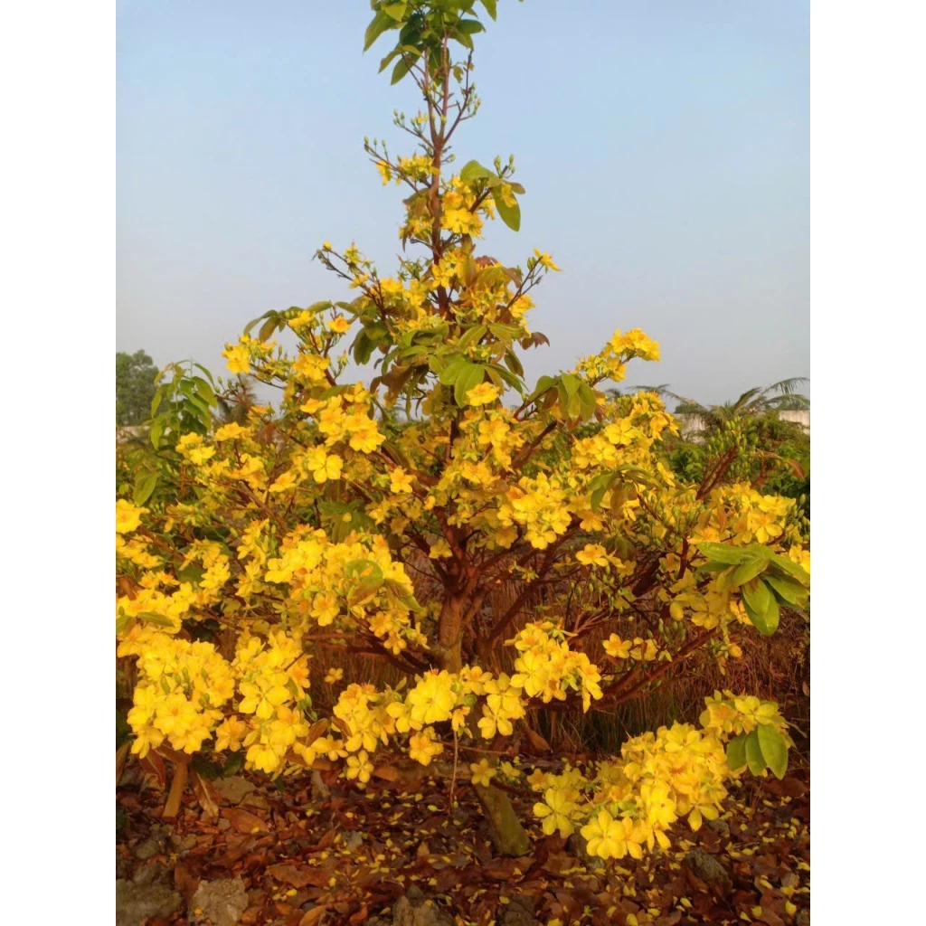 Trang trí bằng chậu hoa mai đẹp mang ý nghĩa may mắn, tài lộc cho gia đình. Trang trí bằng chậu hoa mai đẹp mang ý nghĩa may mắn, tài lộc cho gia đình.