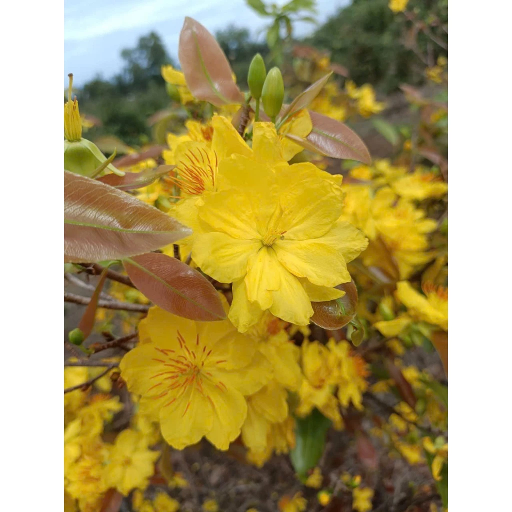 Chậu hoa mai đẹp giúp tôn lên sắc vàng rực rỡ, mang không khí xuân vào không gian sống. Chậu hoa mai đẹp giúp tôn lên sắc vàng rực rỡ, mang không khí xuân vào không gian sống.