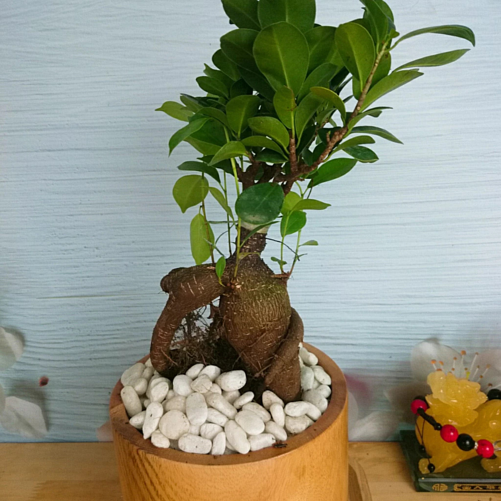 Cây xanh bonsai là biểu tượng của sự kiên nhẫn. Cây xanh bonsai là biểu tượng của sự kiên nhẫn.