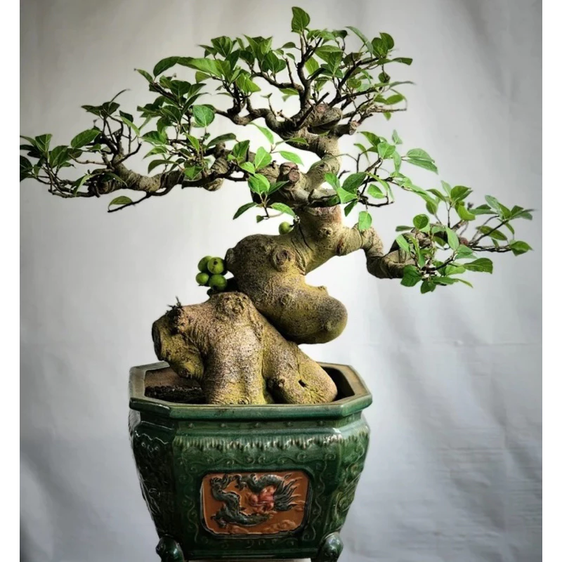 Cây xanh bonsai phù hợp với không gian tối giản. Cây xanh bonsai phù hợp với không gian tối giản.