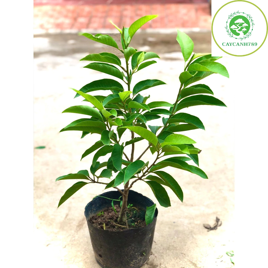 Chậu cây ngọc lan dáng đẹp, phù hợp trang trí nhà phố và không gian đô thị. Chậu cây ngọc lan dáng đẹp, phù hợp trang trí nhà phố và không gian đô thị.