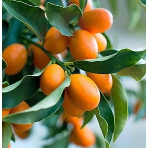 Màu vàng tài lộc của chậu hoa đẹp cây kim quất không chỉ thu hút ánh nhìn mà còn mang lại sự sung túc cho gia chủ. Màu vàng tài lộc của chậu hoa đẹp cây kim quất không chỉ thu hút ánh nhìn mà còn mang lại sự sung túc cho gia chủ.