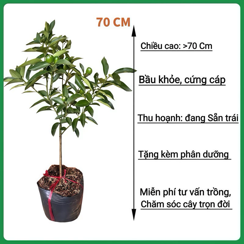 Đặt chậu hoa đẹp cây kim quất cạnh máy tính là bí quyết phong thủy giúp người tuổi Hợi giữ chặt ví tiền và chi tiêu thông minh. Đặt chậu hoa đẹp cây kim quất cạnh máy tính là bí quyết phong thủy giúp người tuổi Hợi giữ chặt ví tiền và chi tiêu thông minh.