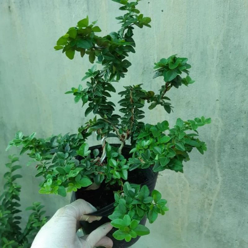 Cây kim quất bosai để bàn cho người tuổi hợi may mắn Cây kim quất bosai để bàn cho người tuổi hợi may mắn