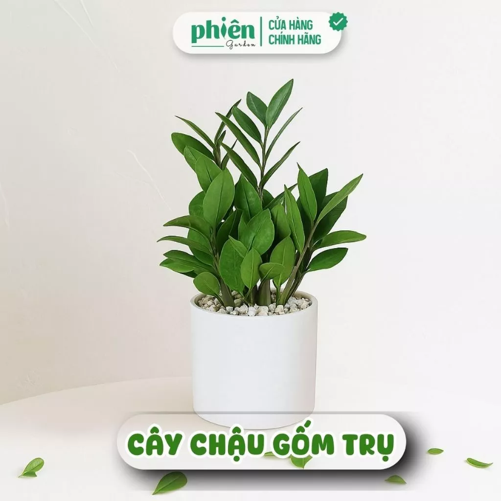 Một chậu hoa đẹp trồng Kim Tiền với tán lá xanh mướt không chỉ giúp không gian thêm sức sống mà còn hỗ trợ người tuổi Tý hút tiền và giữ của hiệu quả. Một chậu hoa đẹp trồng Kim Tiền với tán lá xanh mướt không chỉ giúp không gian thêm sức sống mà còn hỗ trợ người tuổi Tý hút tiền và giữ của hiệu quả.