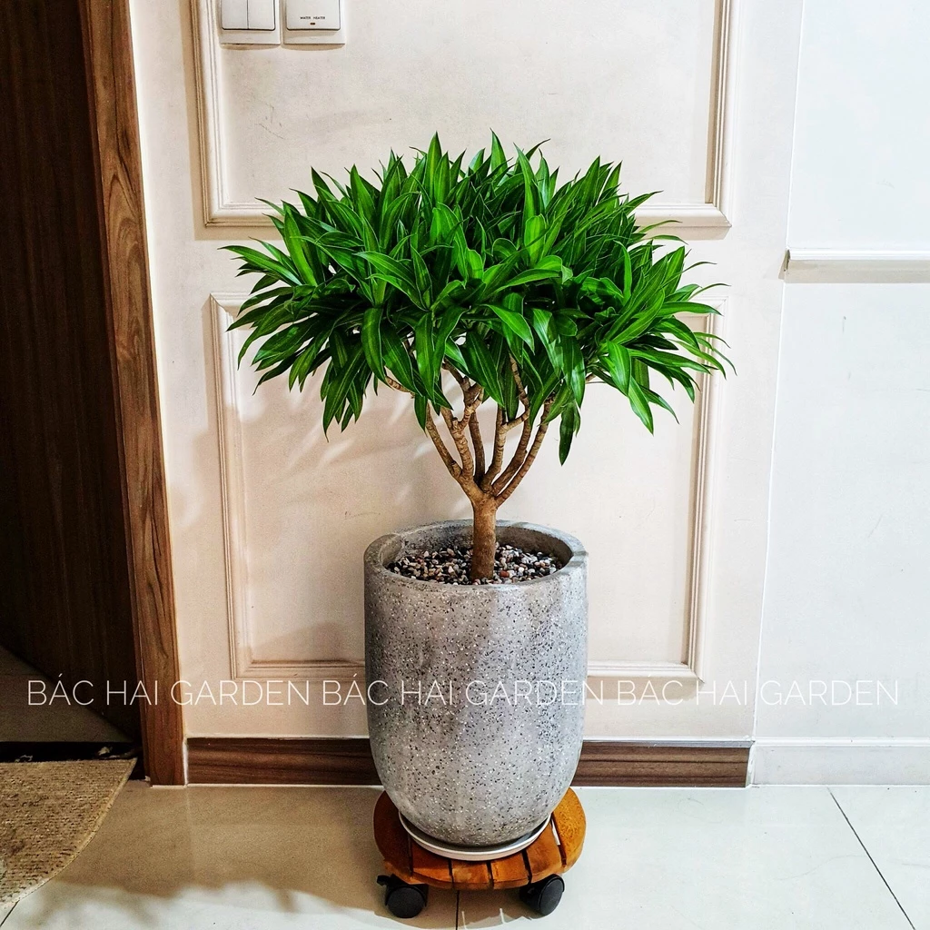 Đừng Mua Chậu Trồng Cây Xi Măng Trước Khi Xem Mẫu Đầu Đạn Tối Giản Này! Đừng Mua Chậu Trồng Cây Xi Măng Trước Khi Xem Mẫu Đầu Đạn Tối Giản Này!