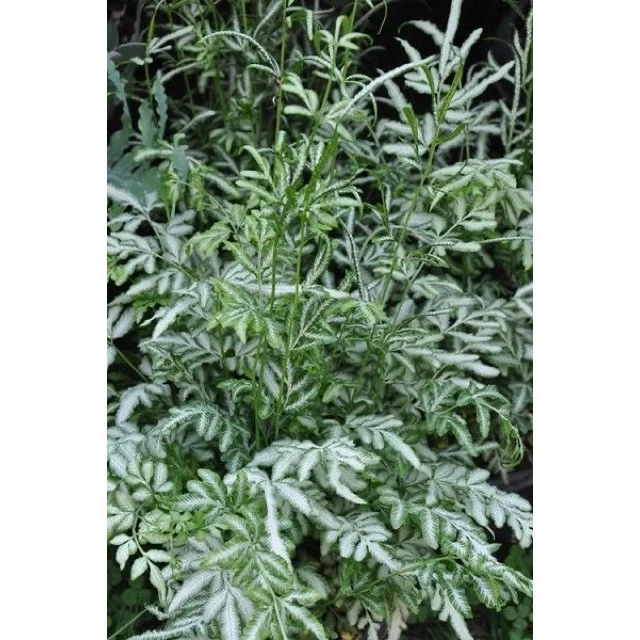 Cây Lữ Phụng Tiên - Chậu hoa cây cảnh độc đáo mang cả khu vườn vào nhà bạn. Cây Lữ Phụng Tiên - Chậu hoa cây cảnh độc đáo mang cả khu vườn vào nhà bạn.