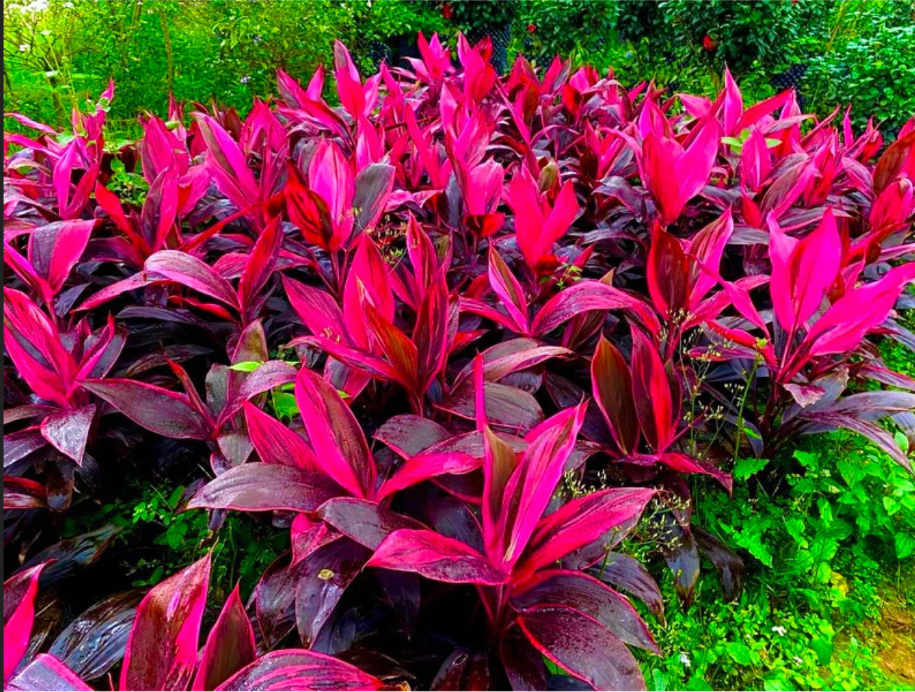 Sở hữu ngay chậu cây ban công đẹp Phát Tài Lá Đỏ Sở hữu ngay chậu cây ban công đẹp Phát Tài Lá Đỏ