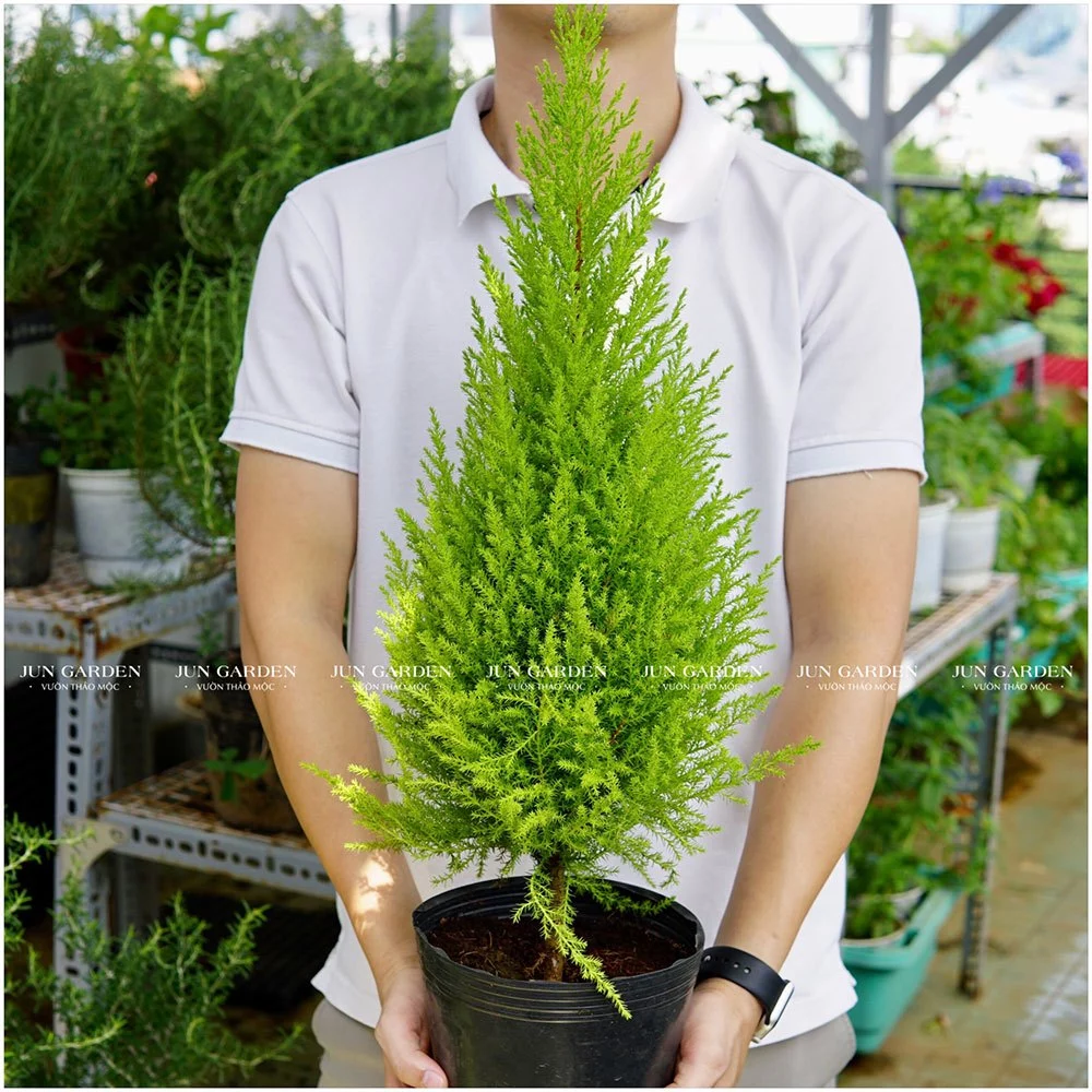 Tại Sao Dân Kinh Doanh Luôn Đặt Một Chậu Tùng Thơm Trước Cửa? BÍ MẬT Không Ai Nói. Tại Sao Dân Kinh Doanh Luôn Đặt Một Chậu Tùng Thơm Trước Cửa? BÍ MẬT Không Ai Nói.