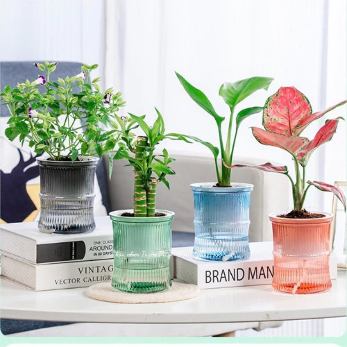 Vẻ đẹp tinh khôi trong từng chiếc chậu hoa đẹp thủy sinh. Vẻ đẹp tinh khôi trong từng chiếc chậu hoa đẹp thủy sinh.