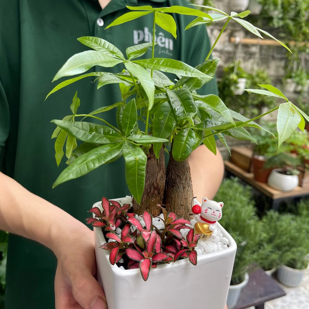 Chậu cây kim ngân 3 gốc mix cẩm nhung để bàn - BÍ MẬT thu hút tiền tài của người giàu Chậu cây kim ngân 3 gốc mix cẩm nhung để bàn - BÍ MẬT thu hút tiền tài của người giàu