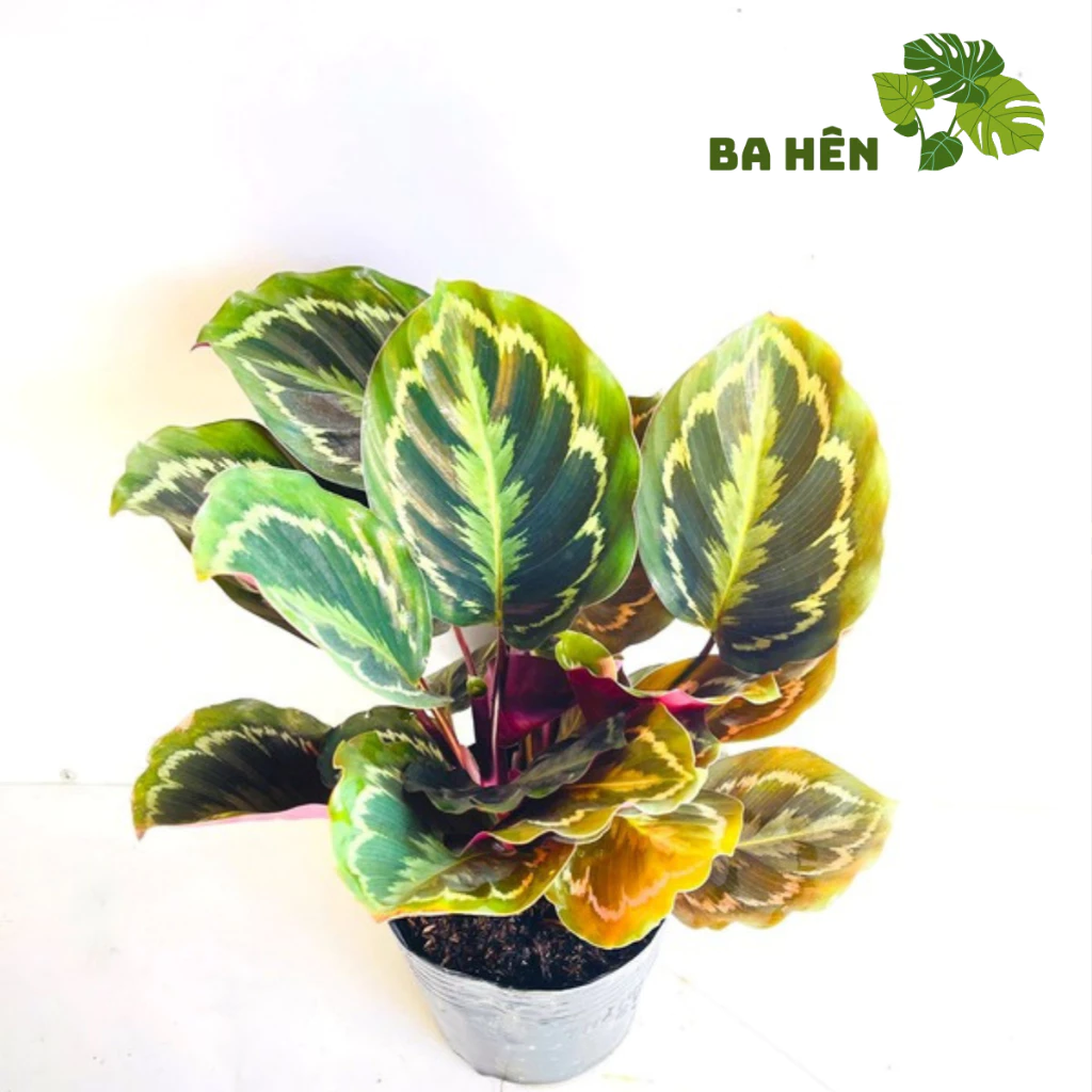 Cây Đuôi Công Tím: BÀN LÀM VIỆC cực chill với Chậu Cây Để Bàn Trang Trí Cây Đuôi Công Tím: BÀN LÀM VIỆC cực chill với Chậu Cây Để Bàn Trang Trí