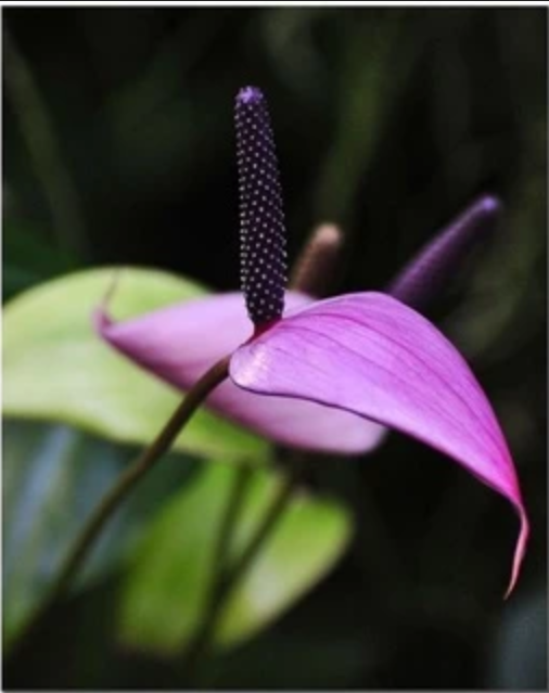 Góc Làm Việc Nhàm Chán? "Lột Xác" Ngay Với Chậu Cây Để Bàn Hồng Môn Tím. Góc Làm Việc Nhàm Chán? "Lột Xác" Ngay Với Chậu Cây Để Bàn Hồng Môn Tím.