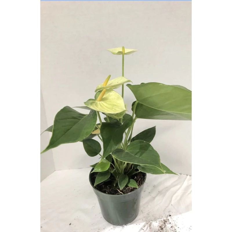 Chậu cây để bàn đẹp: Sắm ngay Hồng Môn mini độc lạ. Chậu cây để bàn đẹp: Sắm ngay Hồng Môn mini độc lạ.