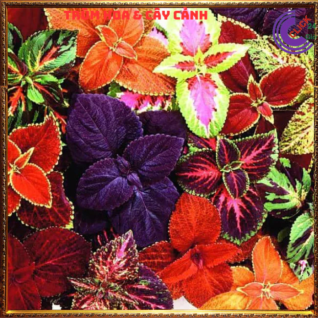 Cây lá gấm - CHẬU CÂY ĐỂ BÀN DỄ THƯƠNG mang lại may mắn, tài lộc Cây lá gấm - CHẬU CÂY ĐỂ BÀN DỄ THƯƠNG mang lại may mắn, tài lộc