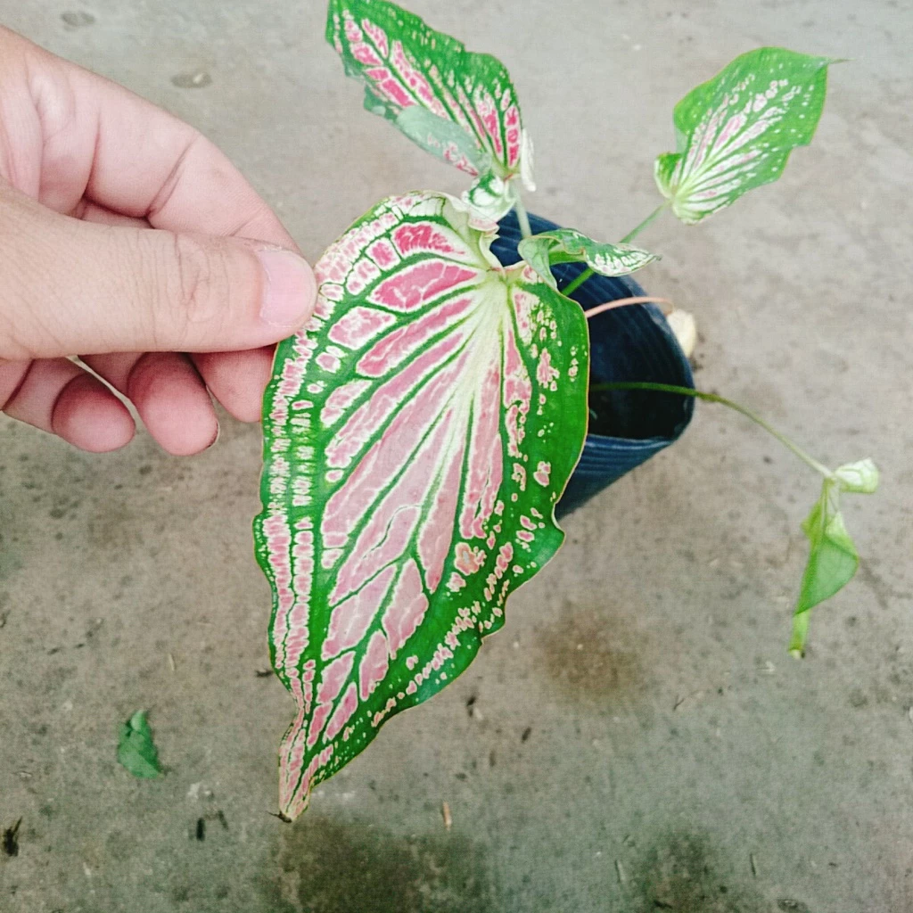 Môn Thiên Nga: Top 1 Chậu Cây Để Bàn Trang Trí Giúp Giảm STRESS Tức Thì Môn Thiên Nga: Top 1 Chậu Cây Để Bàn Trang Trí Giúp Giảm STRESS Tức Thì