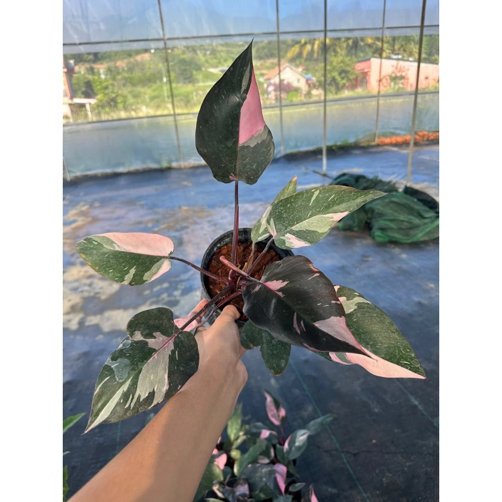 Chậu Cây Để Bàn Làm Việc Cho Người Mệnh Hỏa: HÚT TÀI LỘC Cực Mạnh Chậu Cây Để Bàn Làm Việc Cho Người Mệnh Hỏa: HÚT TÀI LỘC Cực Mạnh