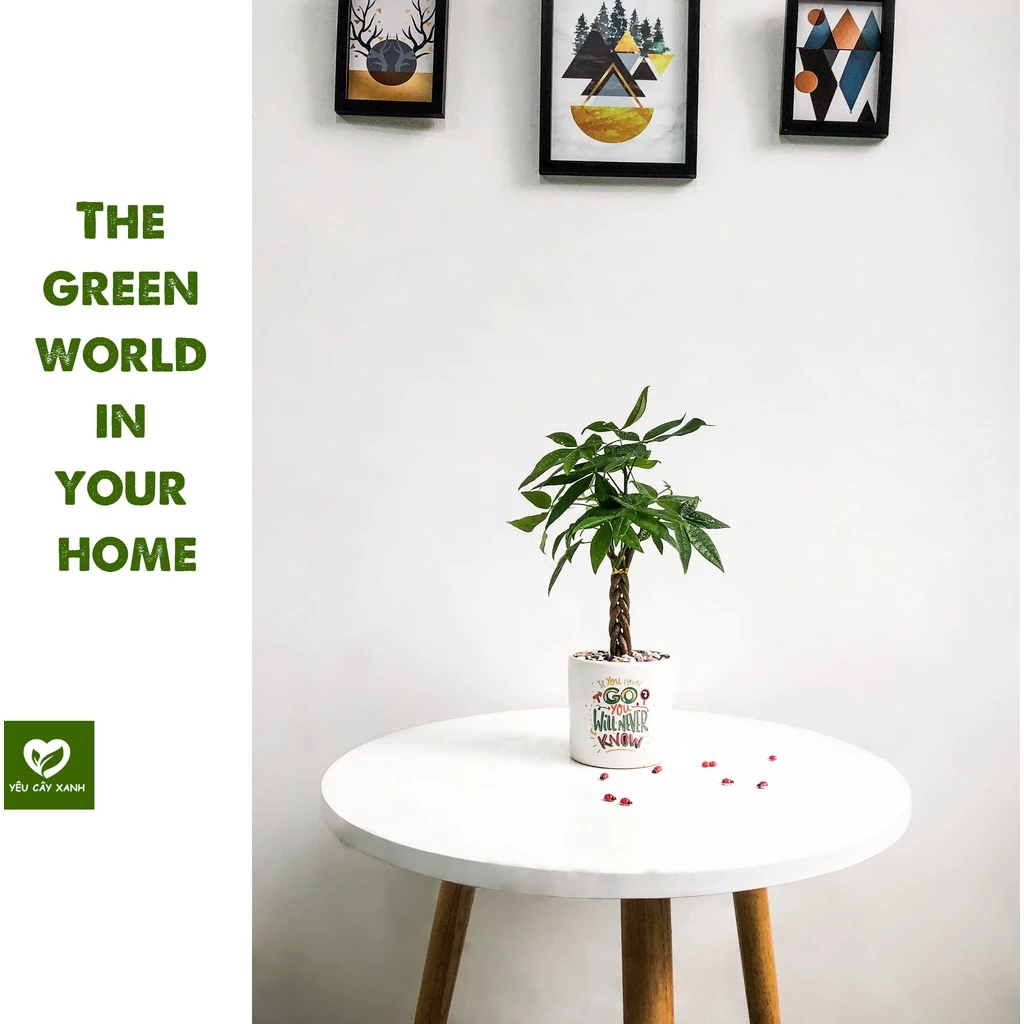 Sếp bạn đang giấu bạn điều này: CHẬU CÂY ĐỂ BÀN Kim Ngân Xoắn và sự thật ngầm. Sếp bạn đang giấu bạn điều này: CHẬU CÂY ĐỂ BÀN Kim Ngân Xoắn và sự thật ngầm.