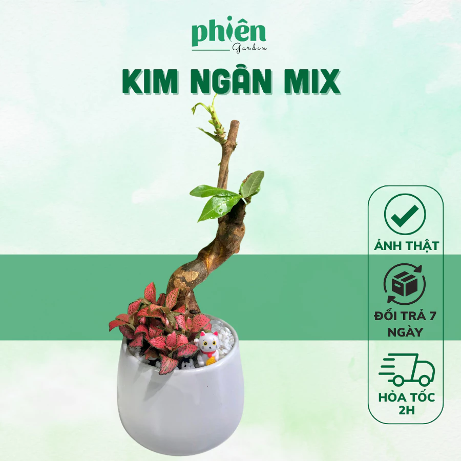 Chậu cây cảnh để bàn mini Kim Ngân mix Fittonia - TIỀN VÀO NHƯ NƯỚC với mẹo phong thủy này Chậu cây cảnh để bàn mini Kim Ngân mix Fittonia - TIỀN VÀO NHƯ NƯỚC với mẹo phong thủy này