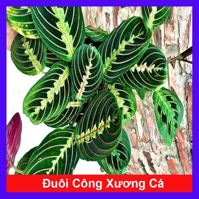 Cây Đuôi Công Xương Cá: Chậu cây để bàn đẹp, độc đáo, dễ chăm sóc. Cây Đuôi Công Xương Cá: Chậu cây để bàn đẹp, độc đáo, dễ chăm sóc.