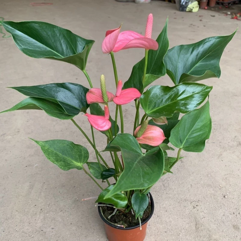 Công Việc Bế Tắc? Thay Đổi VẬN MỆNH Với Chậu Cây Để Bàn Đẹp Này. Công Việc Bế Tắc? Thay Đổi VẬN MỆNH Với Chậu Cây Để Bàn Đẹp Này.