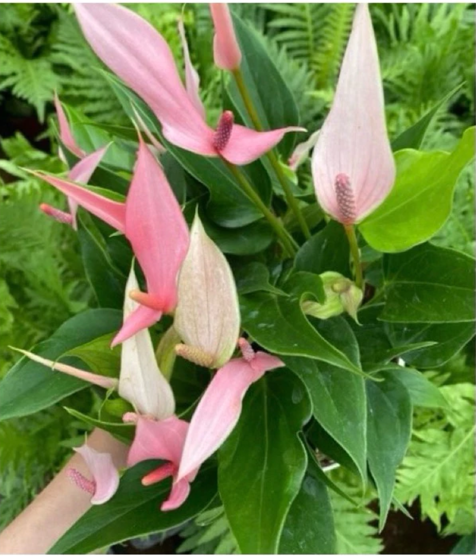 Chậu cây để bàn đẹp: Hồng Môn– Món quà độc đáo cho người thương. Chậu cây để bàn đẹp: Hồng Môn– Món quà độc đáo cho người thương.