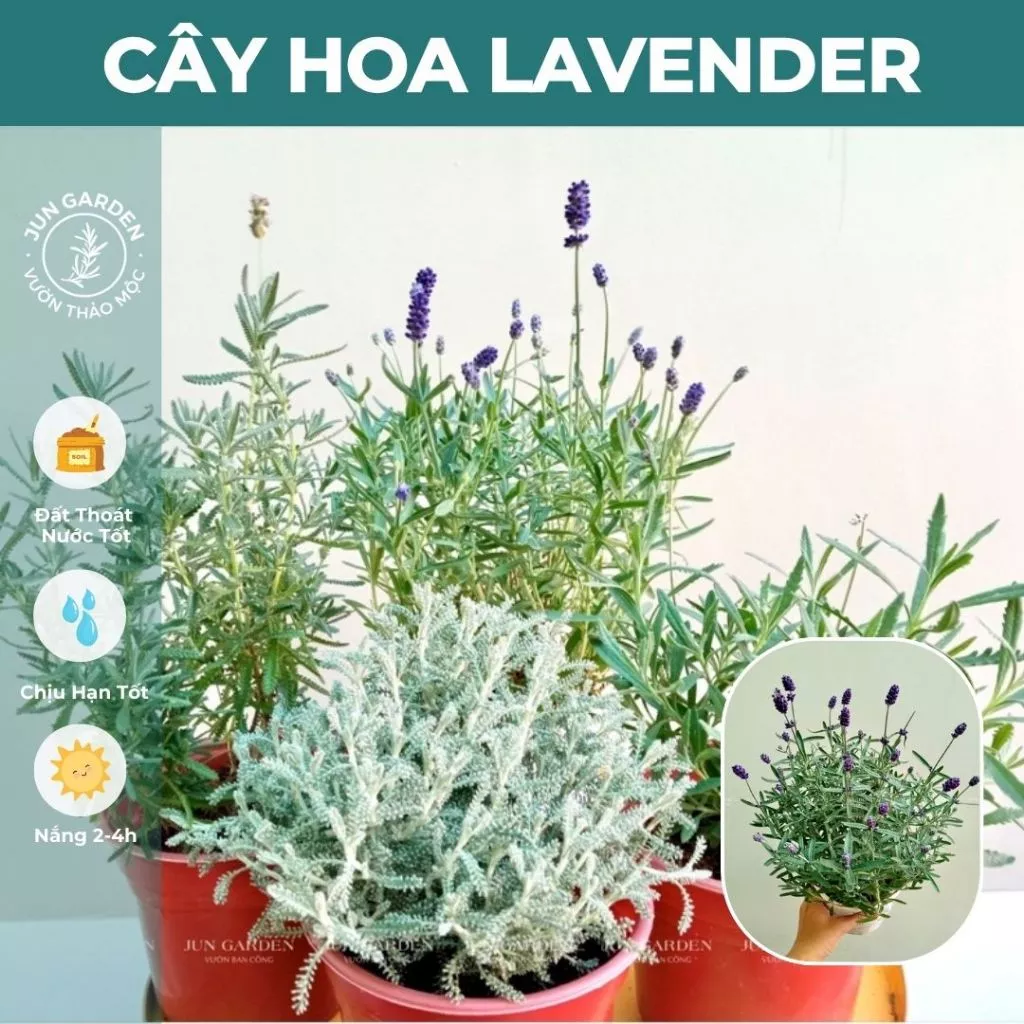 MANG CẢ ĐỒI OẢI HƯƠNG về phòng khách: Chậu cây để bàn ai cũng mê. MANG CẢ ĐỒI OẢI HƯƠNG về phòng khách: Chậu cây để bàn ai cũng mê.