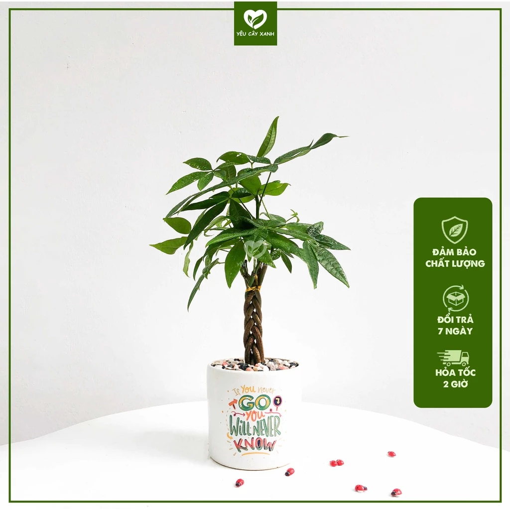 99% người không biết CHẬU CÂY ĐỂ BÀN này giúp gia chủ thăng tiến VÙ VÙ. 99% người không biết CHẬU CÂY ĐỂ BÀN này giúp gia chủ thăng tiến VÙ VÙ.