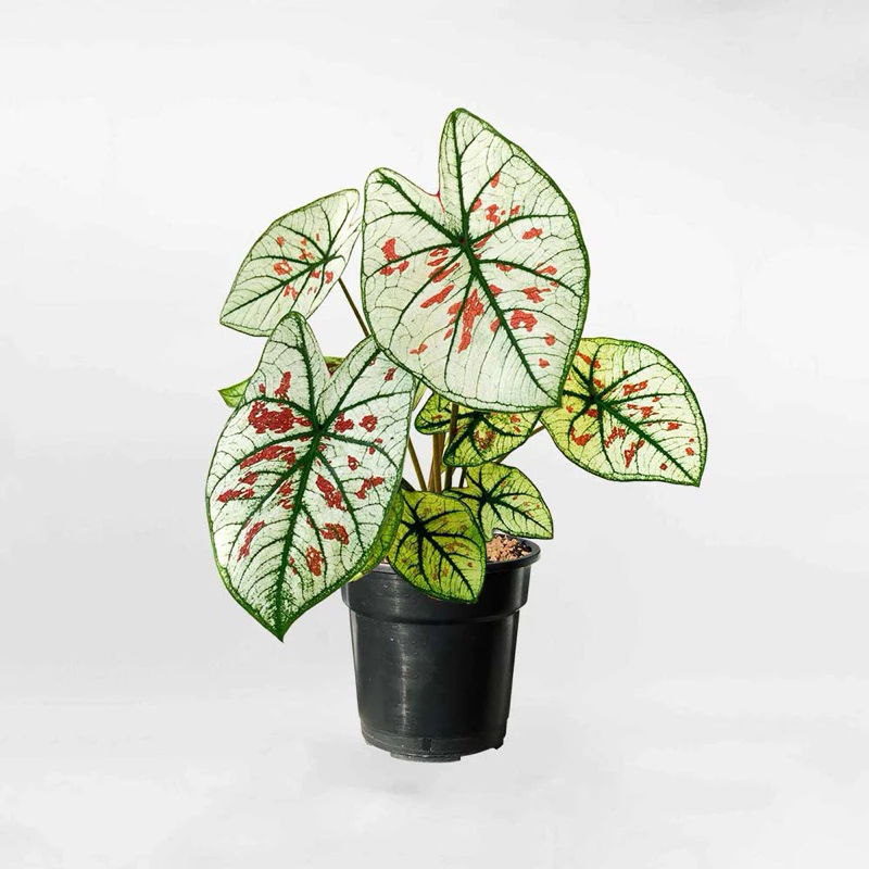 Chậu hoa cửa sổ - Giải pháp hoàn hảo cho không gian nhỏ. Review Môn Dâu: Chậu Cây Để Bàn Độc Đáo khiến sếp phải TRẦM TRỒ.