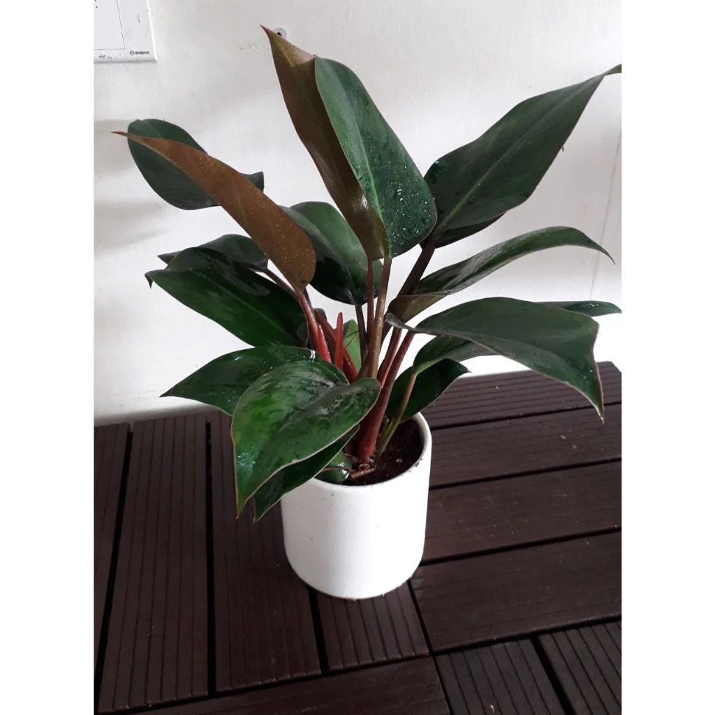 Người Lười Chăm Cây Sẽ THÍCH MÊ Chậu Hoa Mini "Bất Tử" Trầu Bà Đế Vương Này. Người Lười Chăm Cây Sẽ THÍCH MÊ Chậu Hoa Mini "Bất Tử" Trầu Bà Đế Vương Này.