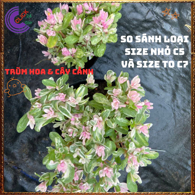 Chậu cây để bàn nhỏ xinh Cẩm Thạch Hồng: Mua 1 được 3 - Đẹp, Dễ Chăm, Hợp Phong Thuỷ Chậu cây để bàn nhỏ xinh Cẩm Thạch Hồng: Mua 1 được 3 - Đẹp, Dễ Chăm, Hợp Phong Thuỷ