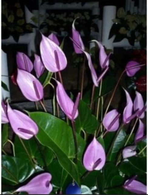 Hồng Môn Tím Mộng Mơ - Top 1 Chậu Cây Để Bàn Làm Việc Thu Hút TÀI LỘC. Hồng Môn Tím Mộng Mơ - Top 1 Chậu Cây Để Bàn Làm Việc Thu Hút TÀI LỘC.