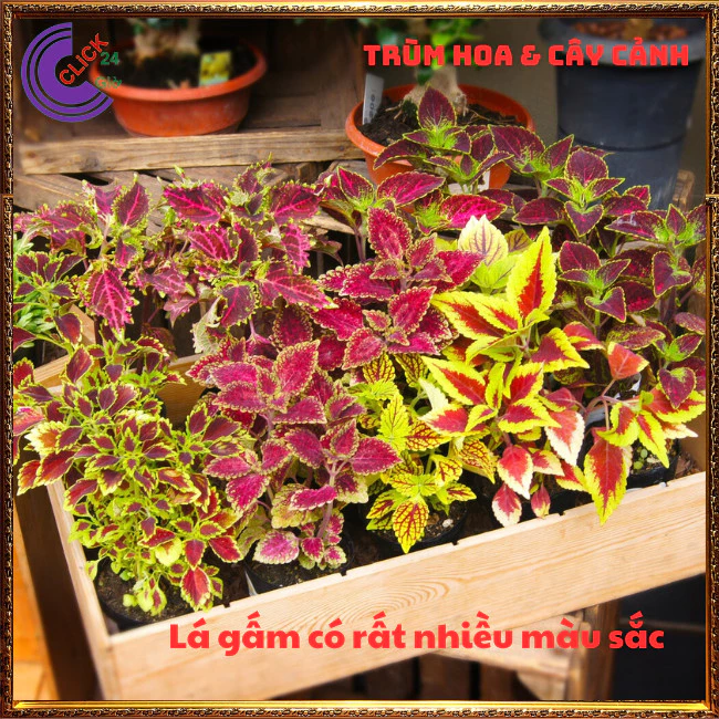 Rước lộc vào nhà với CHẬU CÂY ĐỂ BÀN DỄ THƯƠNG lá gấm ngũ sắc Rước lộc vào nhà với CHẬU CÂY ĐỂ BÀN DỄ THƯƠNG lá gấm ngũ sắc