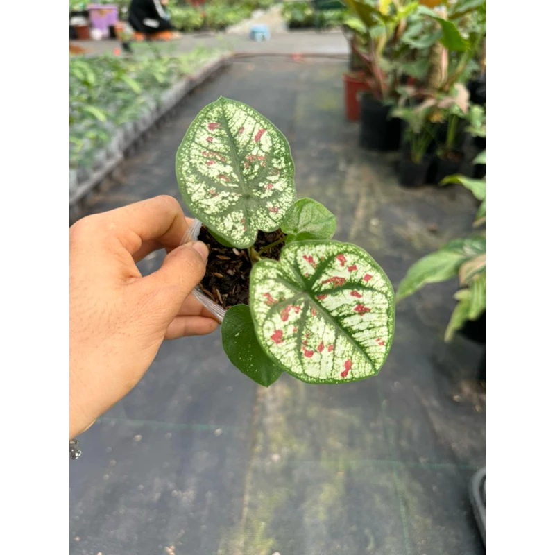 BÍ MẬT về Chậu Cây Để Bàn Độc Đáo mà dân sành cây KHÔNG MUỐN bạn biết. BÍ MẬT về Chậu Cây Để Bàn Độc Đáo mà dân sành cây KHÔNG MUỐN bạn biết.