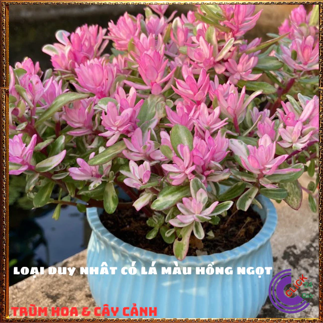 Biến góc làm việc thành thiên đường chỉ với một chậu cây để bàn nhỏ xinh Biến góc làm việc thành thiên đường chỉ với một chậu cây để bàn nhỏ xinh