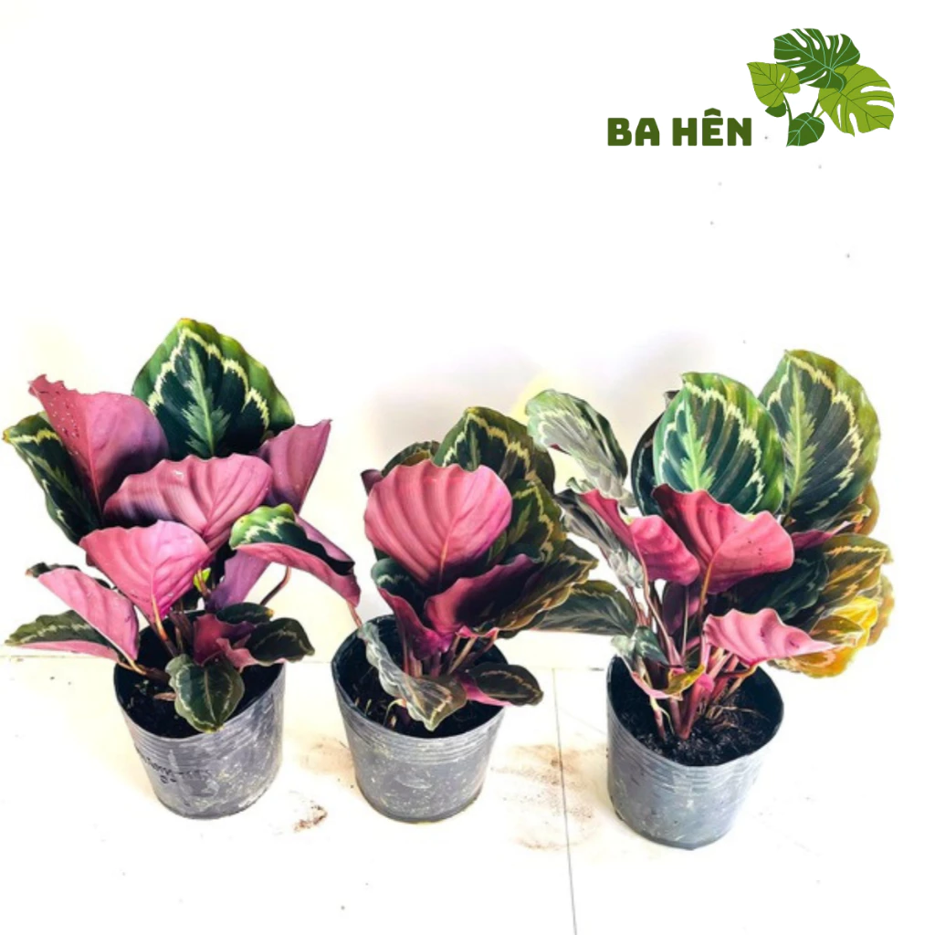 Biến góc làm việc thêm phần sống động với chậu cây để bàn trang trí Môn Đỏ - vẻ đẹp tinh tế mang lại cảm hứng sáng tạo mỗi ngày. Biến góc làm việc thêm phần sống động với chậu cây để bàn trang trí Môn Đỏ - vẻ đẹp tinh tế mang lại cảm hứng sáng tạo mỗi ngày.