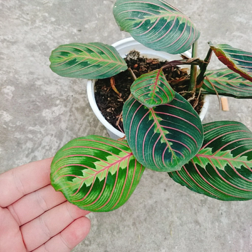 Chậu cây để bàn đẹp – Cây Đuôi Công Xương Cá, món quà ý nghĩa cho người thân. Chậu cây để bàn đẹp – Cây Đuôi Công Xương Cá, món quà ý nghĩa cho người thân.